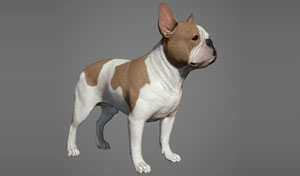 斗牛犬高清三维模型